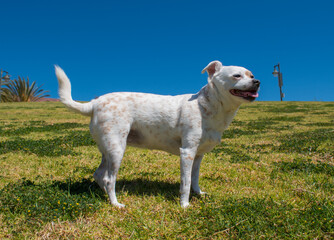 Obraz premium A happy dog enjoying the day at the park. 