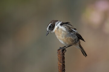 male Canary Islands stonechat (Saxicola dacotiae) Fuerteventura in early summer