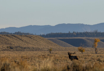 Naklejka premium Bull Elk During the Rut in Autumn in Wyoming