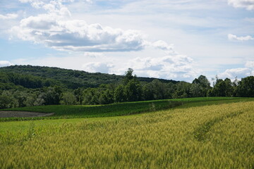 field forest and sky