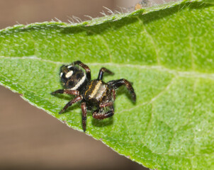 Bold Jumping Spider Phidippus audax arachnid nature pest control Springtime.