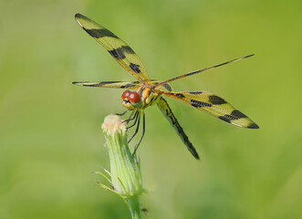 A Focus Stacked Close-up Image of a Halloween Pennant DragonflyPerched on a Dandy Lion