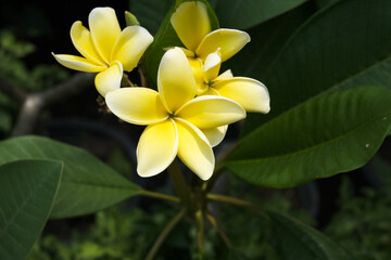 A yellow flower with three petals is in a green leaf
