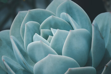 A close up of a blue flower with a green stem