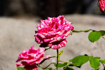 pink and white rose