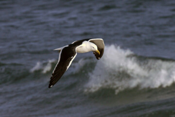 Uma linda gaivota em voo rasante sobre as ondas da praia de Cordeirinho - Maricá - RJ 