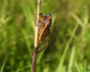17 year Periodical Cicada Magicicada septendecim