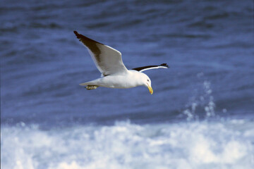 Uma linda gaivota em voo rasante sobre as ondas da praia de Cordeirinho - Maricá - RJ 