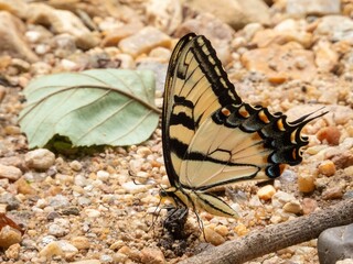 butterfly on a flower