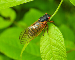 17 year Periodical Cicada Magicicada septendecim
