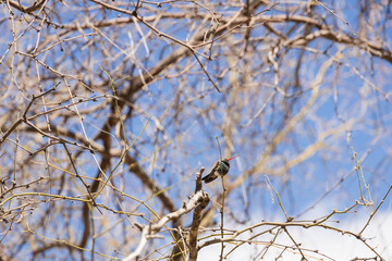 Broad-billed hummingbird on a branch
