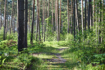 leśna ścieżka  © Marcin Łazarczyk