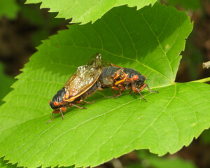 17 year Periodical Cicada Magicicada septendecim