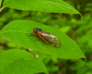 17 year Periodical Cicada Magicicada septendecim