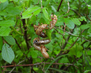 17 year Periodical Cicada Magicicada septendecim