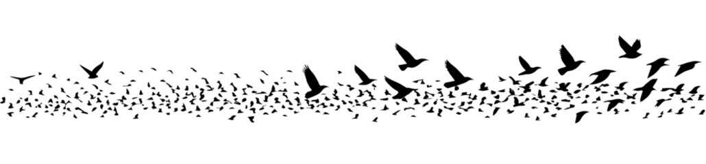 Obraz premium Silhouette of a flock of birds, vector illustration on transparent or white background