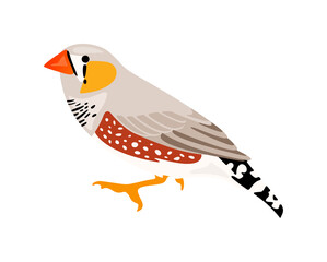Portrait of an Australian Zebra Finch (Taeniopygia castanotis) graphic design. Wild male exotic bird graphic illustration