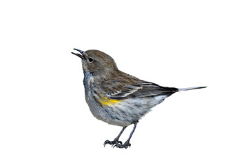 Yellow-Rumped Warbler (Dendroica coronata) Photo, Perched on a Transparent, Isolated PNG Background