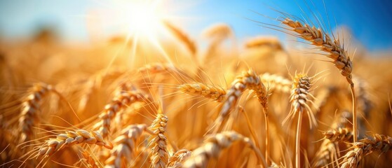 Golden fields of wheat under a bright blue sky