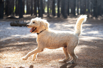 Miniature white dog sprinting across a dusty field with trees in the background.