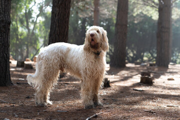 Spinone Italiano standing by trees in a natural setting under the warm sunlight.