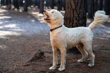 White poodle on the ground near a tree gazes upward
