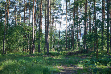 droga,las  © Marcin Łazarczyk