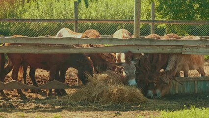 Donkey leisurely dining on hay inside a rustic barn agriculture and rural life, inviting a serene scene