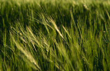 Obraz premium Landscape with rye growing in a field during early summer