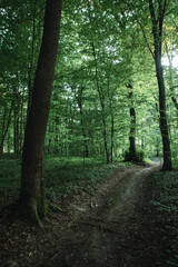 Naklejka premium ground road through the dark deciduous forest of the temperate zone