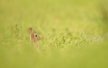 portrait au loin d'un lapin de garenne, la tête dépassant la luzerne, un soir de printemps