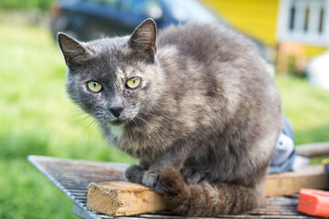 cat in the garden
