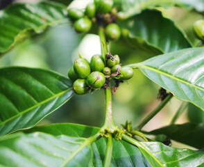 Coffee bean in the coffee trees, at the coffee plantation area