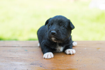 portrait of a puppy