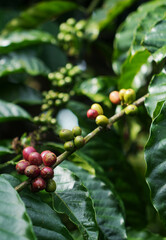 Coffee bean in the coffee tree, at the coffee plantation area