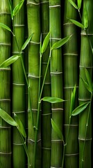 Fototapeta premium Close-up of green bamboo stalks with leaves