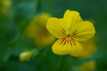 The elegance and beauty of mountain pansy flower; Viola Lutea; macro photograpy