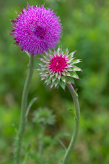 Grouping of Blooming Purple Musk Thistle Flower Heads in Prairie