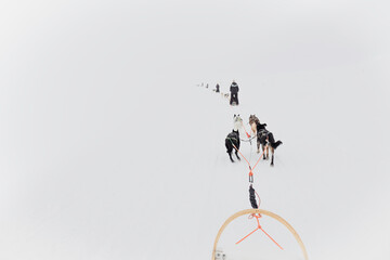 Group of people dogsledding, mushing in the arctic tundra of finland with huskies - winter adventure landscape with sled dogs and snow © Carla Tracy