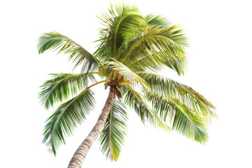 Fototapeta premium Vibrant green palm tree against a clear sky, showcasing a tropical vibe perfect for travel and nature themes.