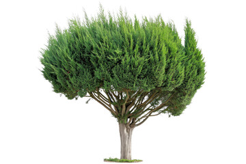 Isolated tree with dense green foliage against a transparent background. Perfect for nature and landscape themes.