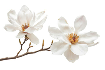 Fototapeta premium Elegant white magnolia flowers in full bloom on a branch, isolated on transparent background. capturing nature's serene beauty and delicate charm.