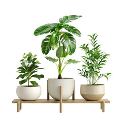 Image of a plant in a flowerpot against a white background