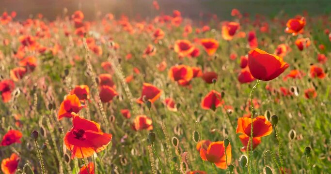 Mohnfeld im Abendlicht, Mohn (Papaver), Bayern, Deutschland, Europa