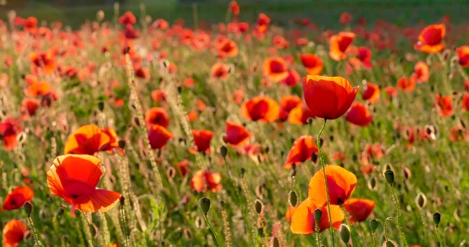 Mohnfeld im Abendlicht, Mohn (Papaver), Bayern, Deutschland, Europa