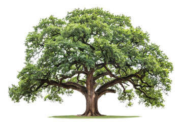 Obraz premium A majestic oak tree with sprawling branches and lush green leaves, isolated on a transparent background. Perfect for nature, environment, or botanical uses.