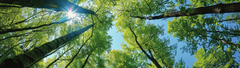 Fototapeta premium A forest with trees and a bright sun shining through the leaves