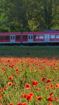 Personenzug, S-Bahn f&auml;hrt durch die Landschaft an einem Mohnfeld im Abendlicht, Mohn (Papaver), Bayern, Deutschland, Europa