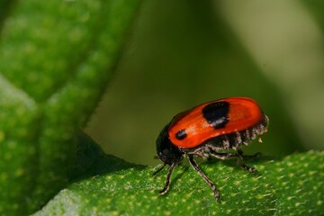 Fototapeta premium Macro shot with a red ant bag beetle on a leaf; Clytra Laeviuscula