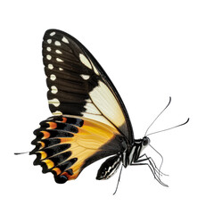 Obraz premium Butterfly on a white background